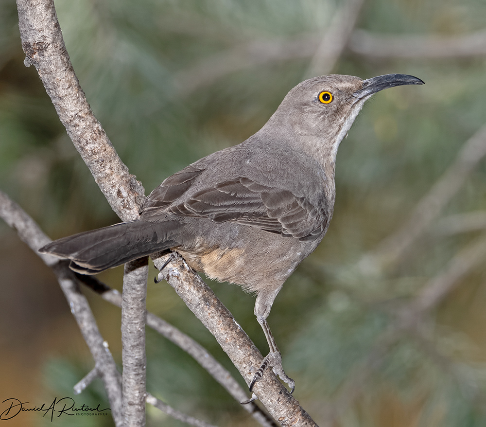 Curve-billed Thrasher