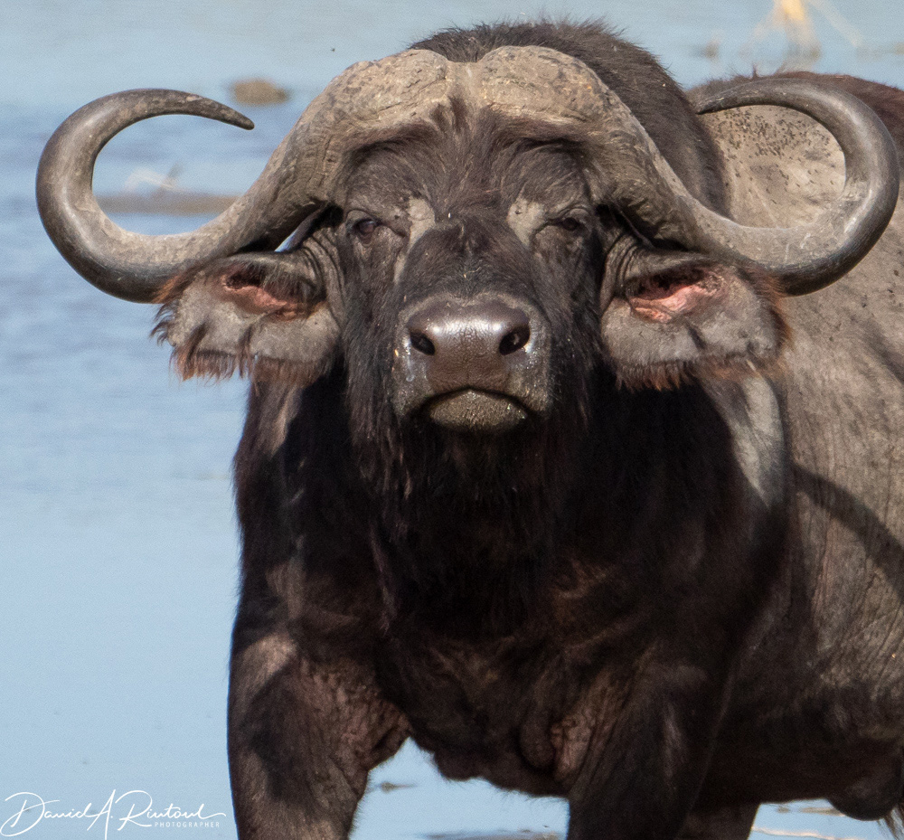 Cape Buffalo - bad to the bone