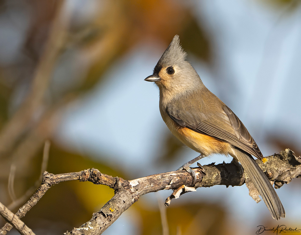 Tufted Titmouse 3