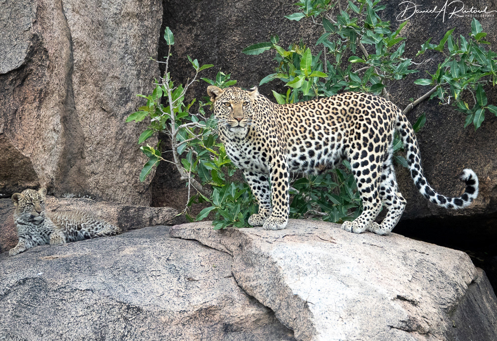 Mama leopard and cub