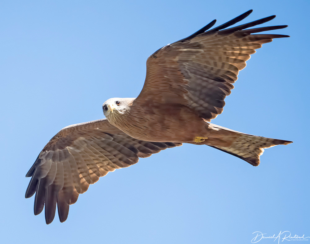 Black Kite
