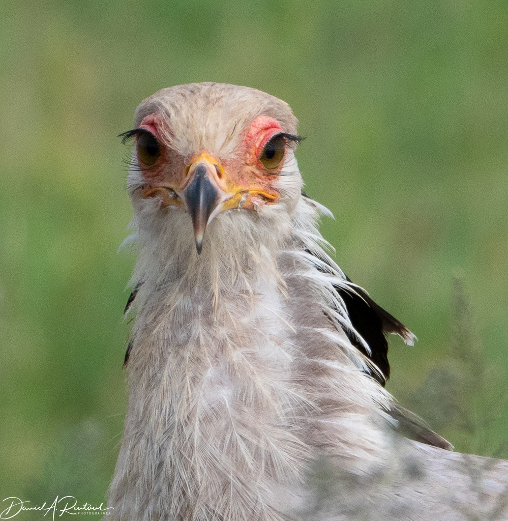 Secretary Bird 2