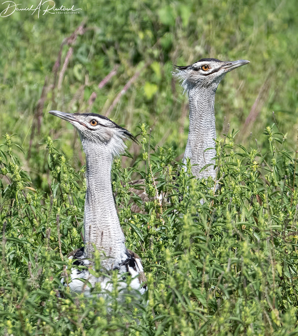 Kori Bustard