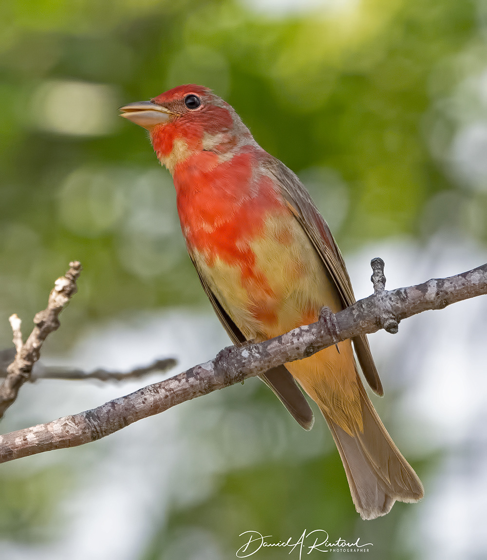 Summer Tanager 4