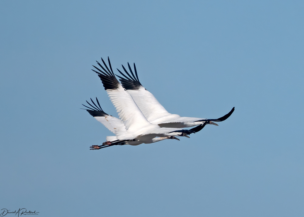 Whooping Crane Family Portrait