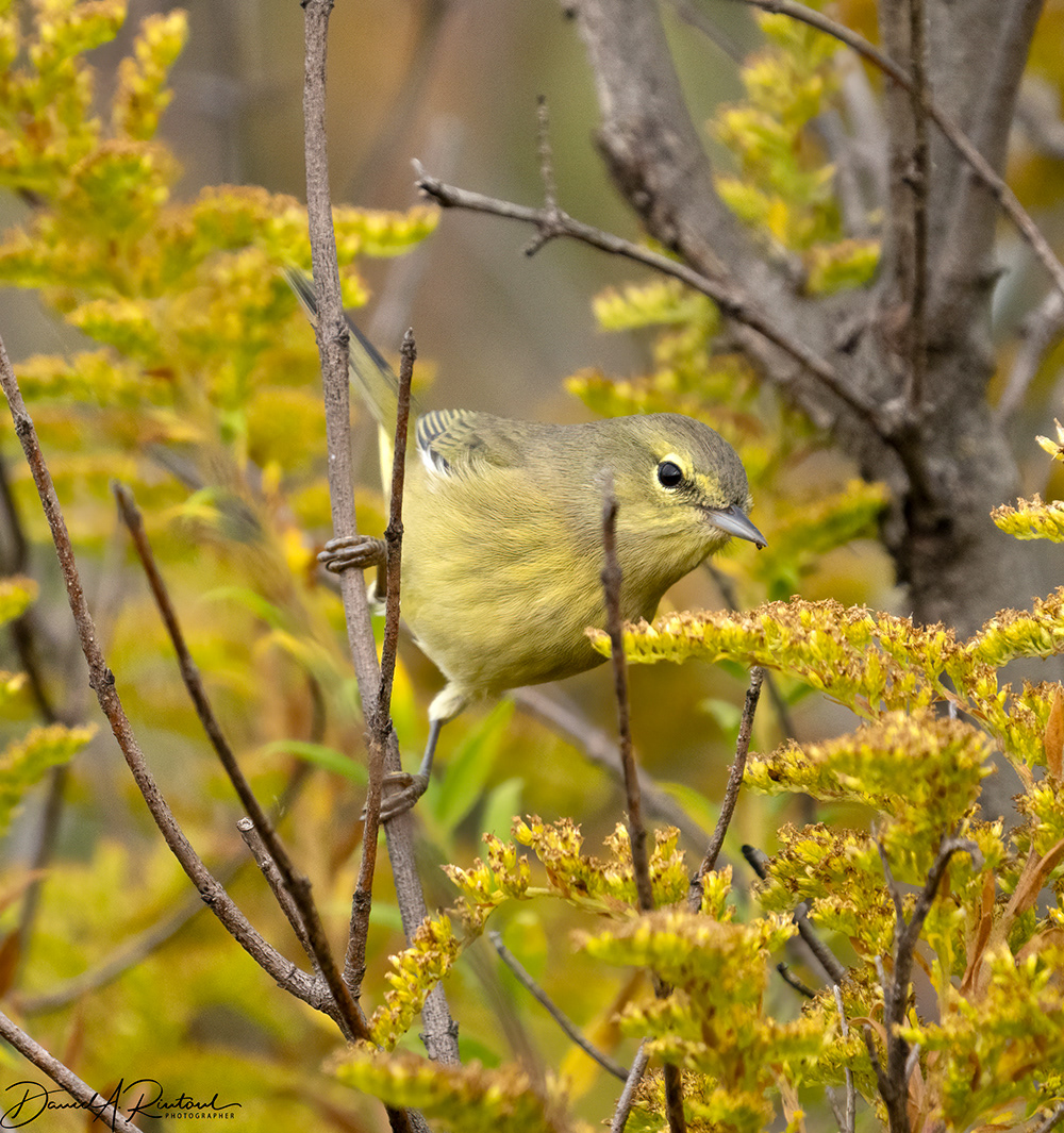 Orange-crowned Warbler