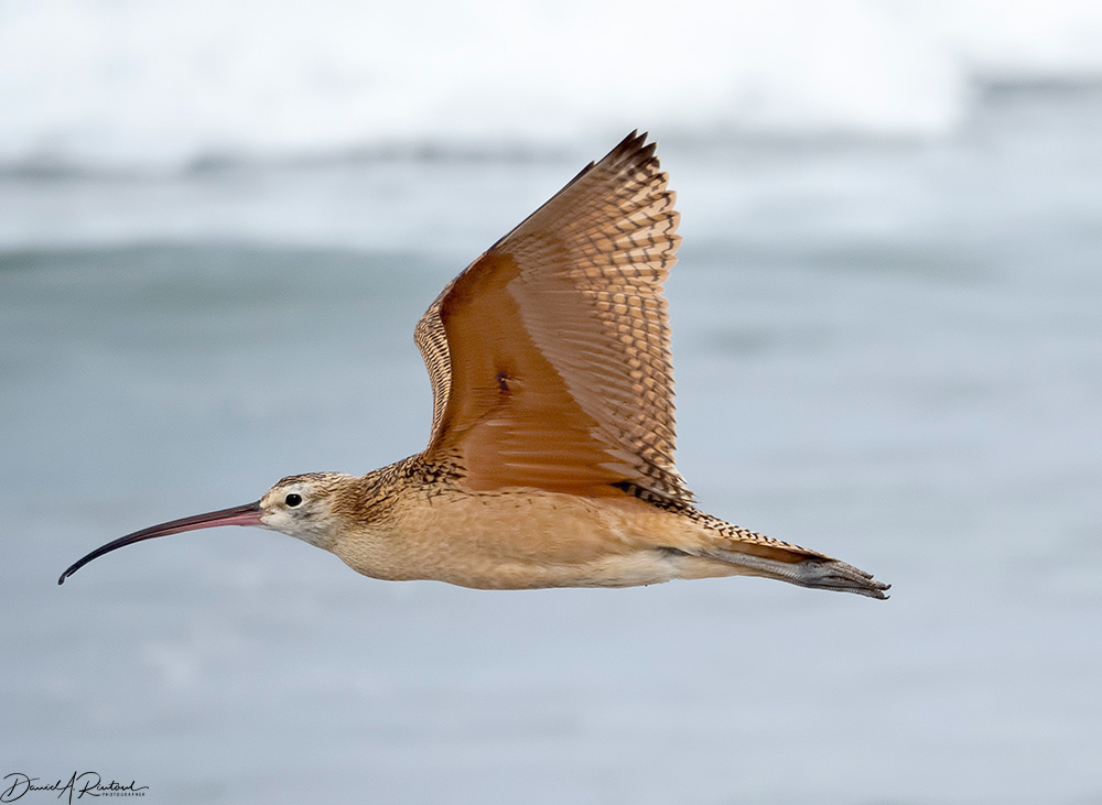 Long-billed Curlew
