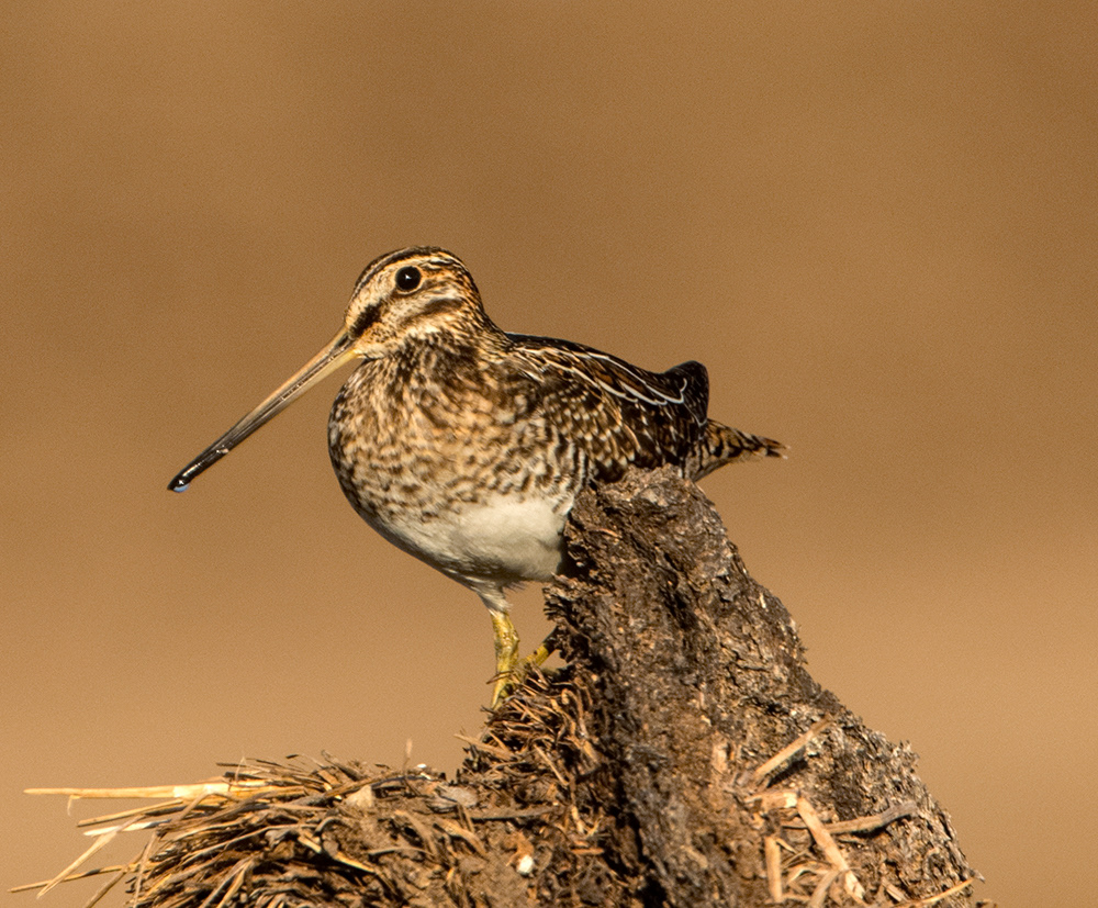 Wilson's Snipe
