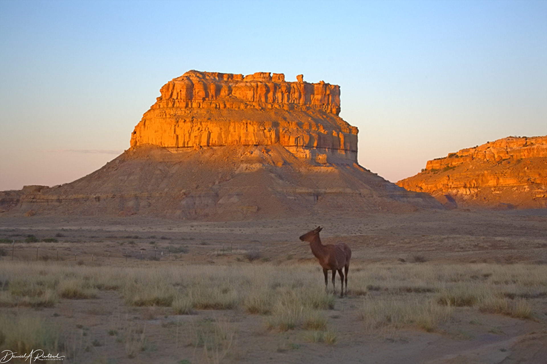 Elk at sunset in Chaco Canyon