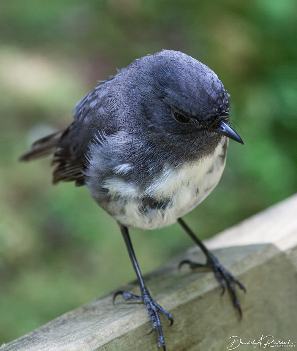 South Island Robin