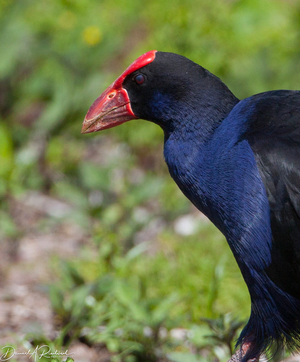 Pukeko