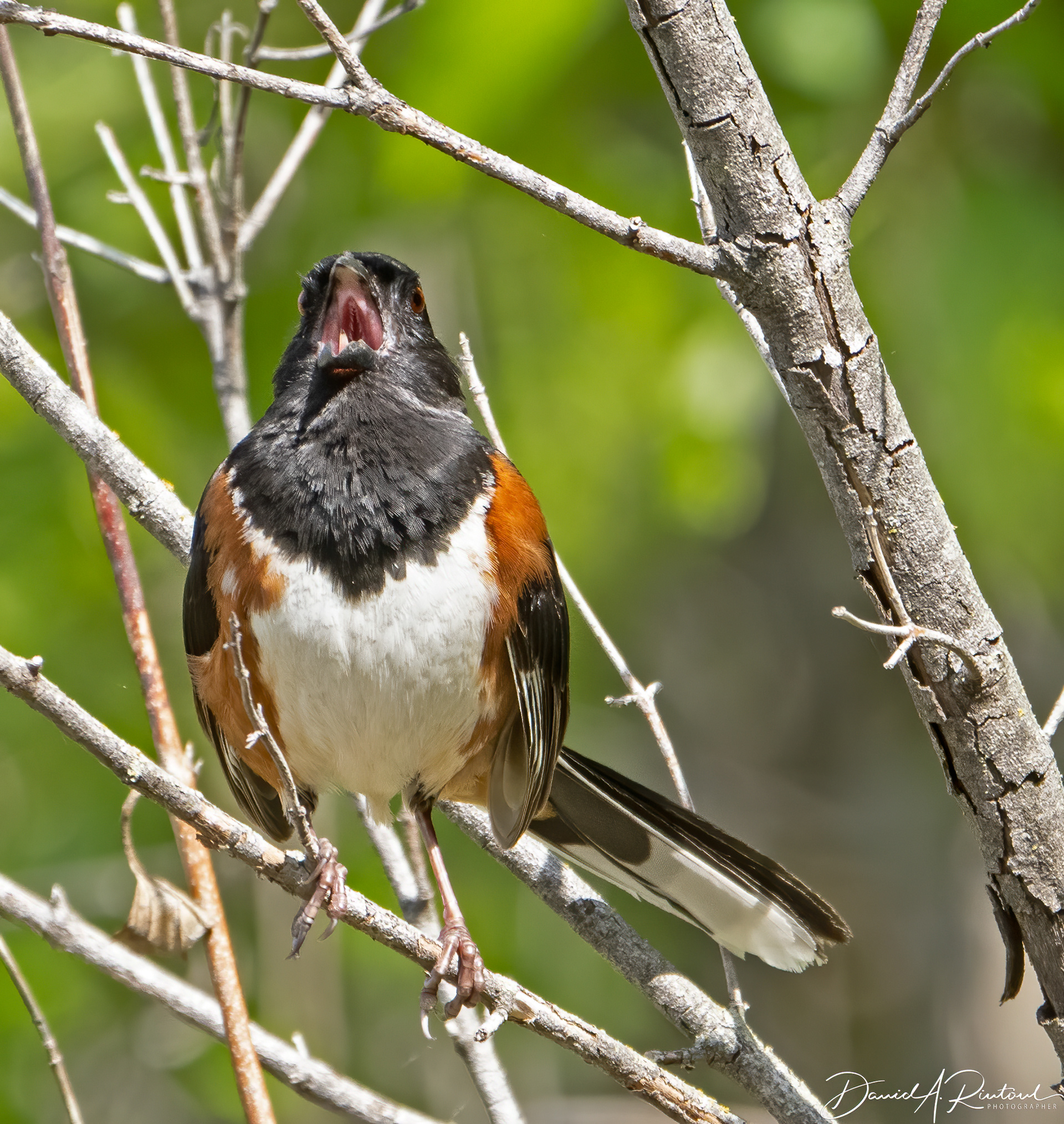 Eastern Towhee