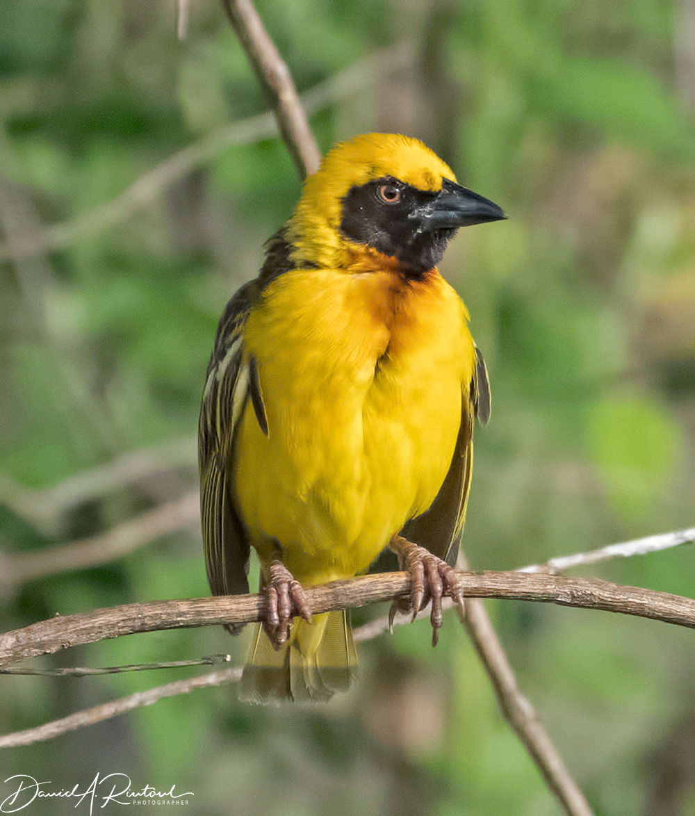 Masked Weaver