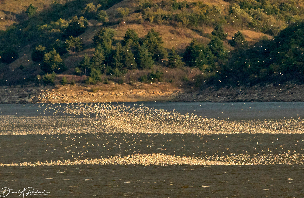 Kansas - Franklin's Gull flock 