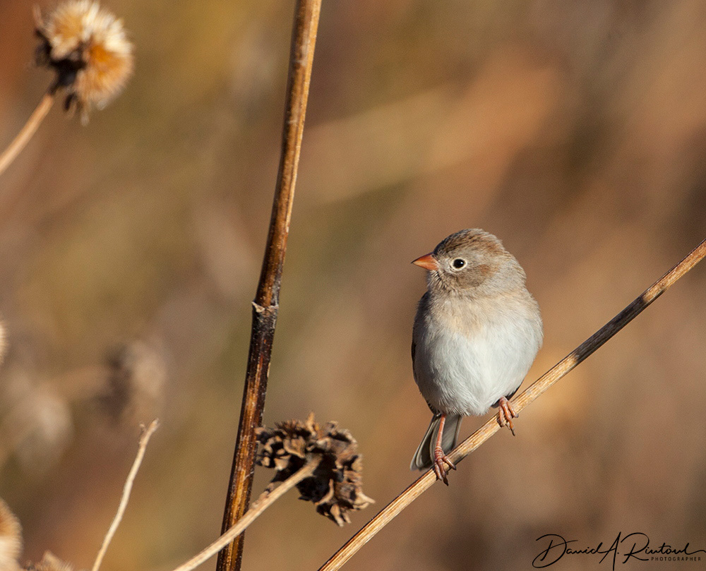 Field Sparrow 1