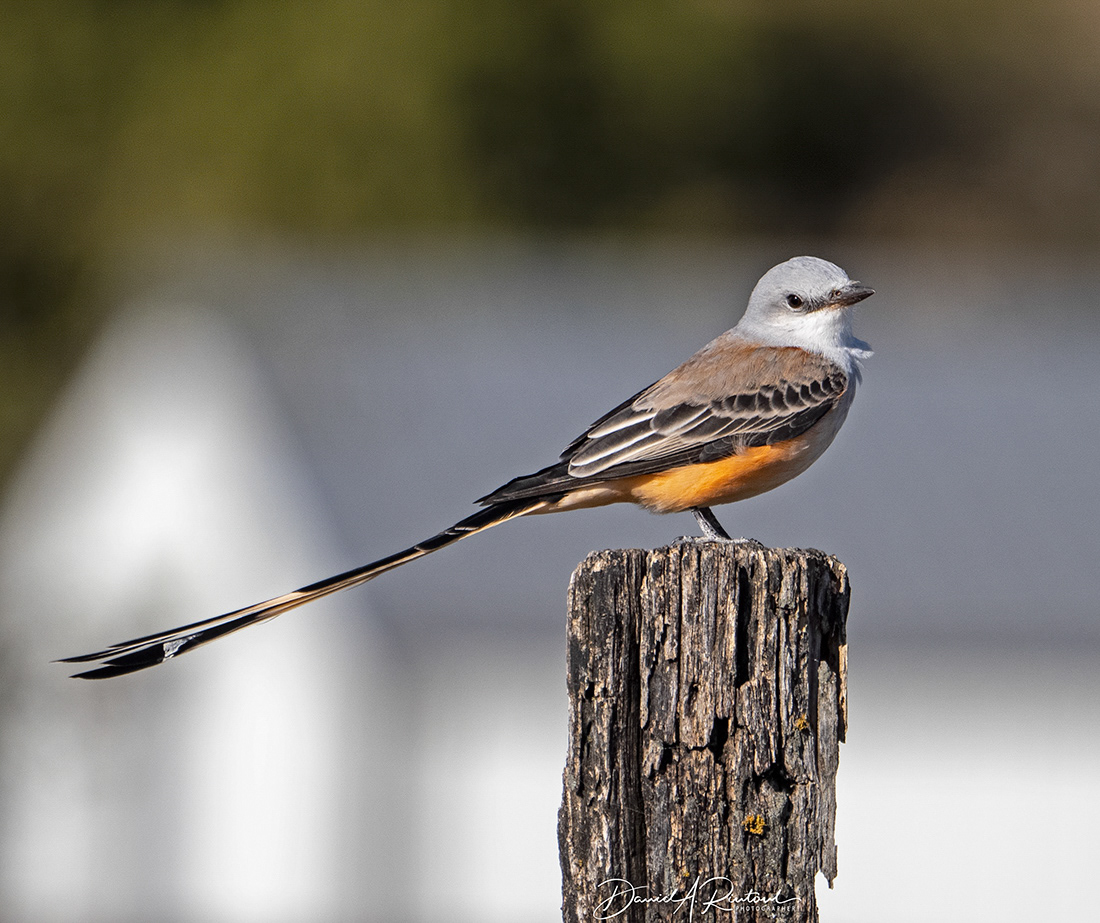 Scissor-tailed Flycatcher 1