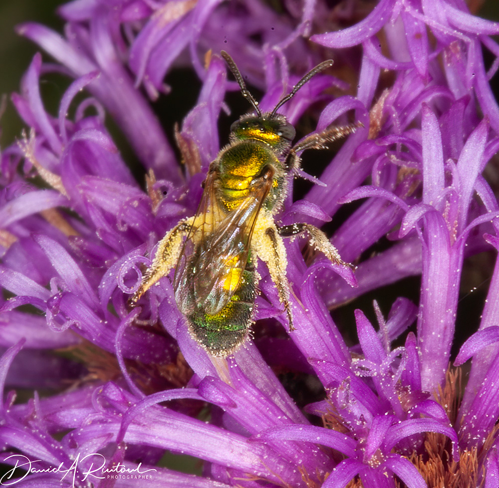 Sweat bee on ironweed