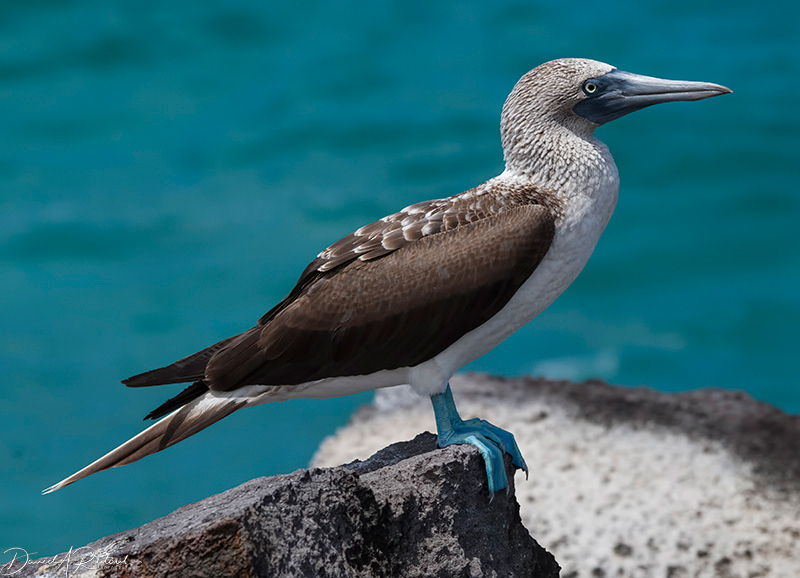 Blue-footed Booby