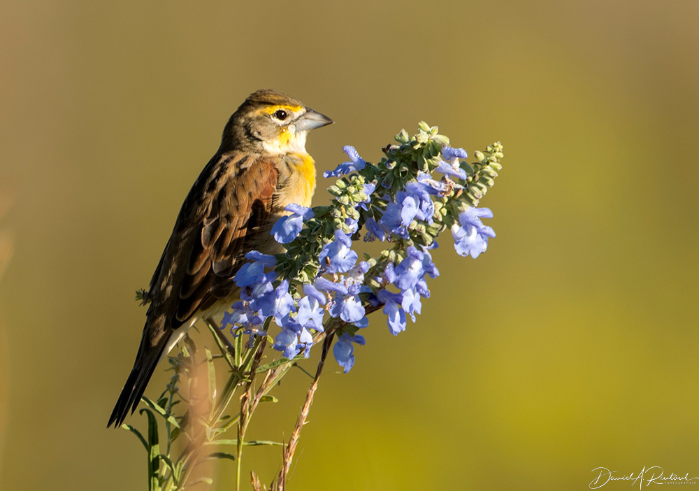 Dickcissel 3