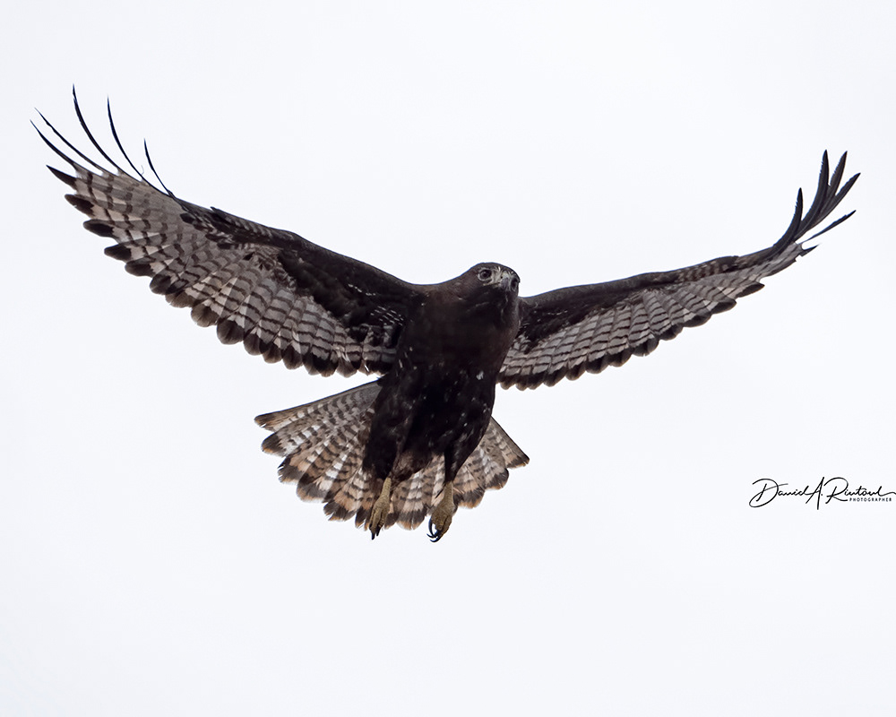 Red-tailed Hawk 1