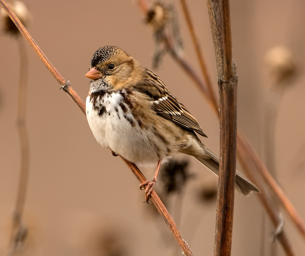 Harris's Sparrow 2