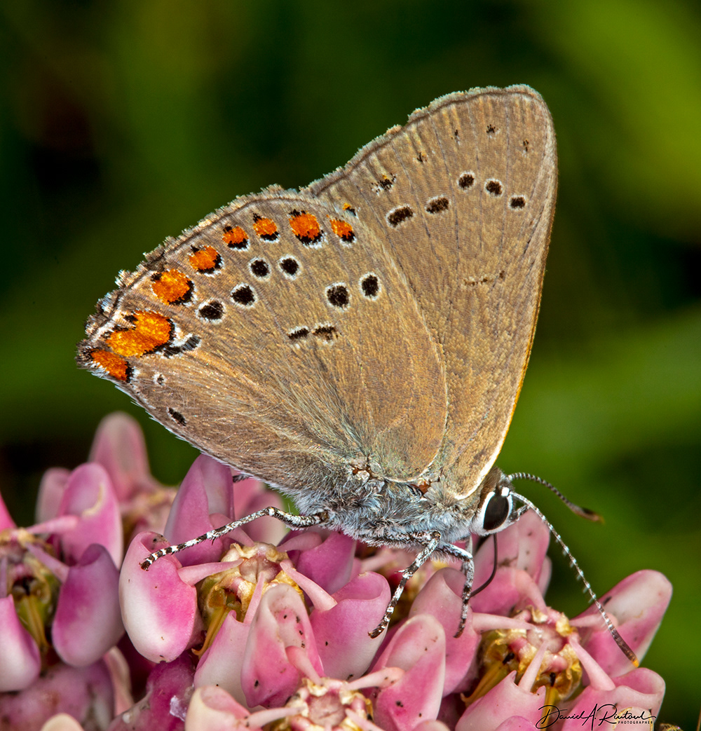 Coral Hairstreak