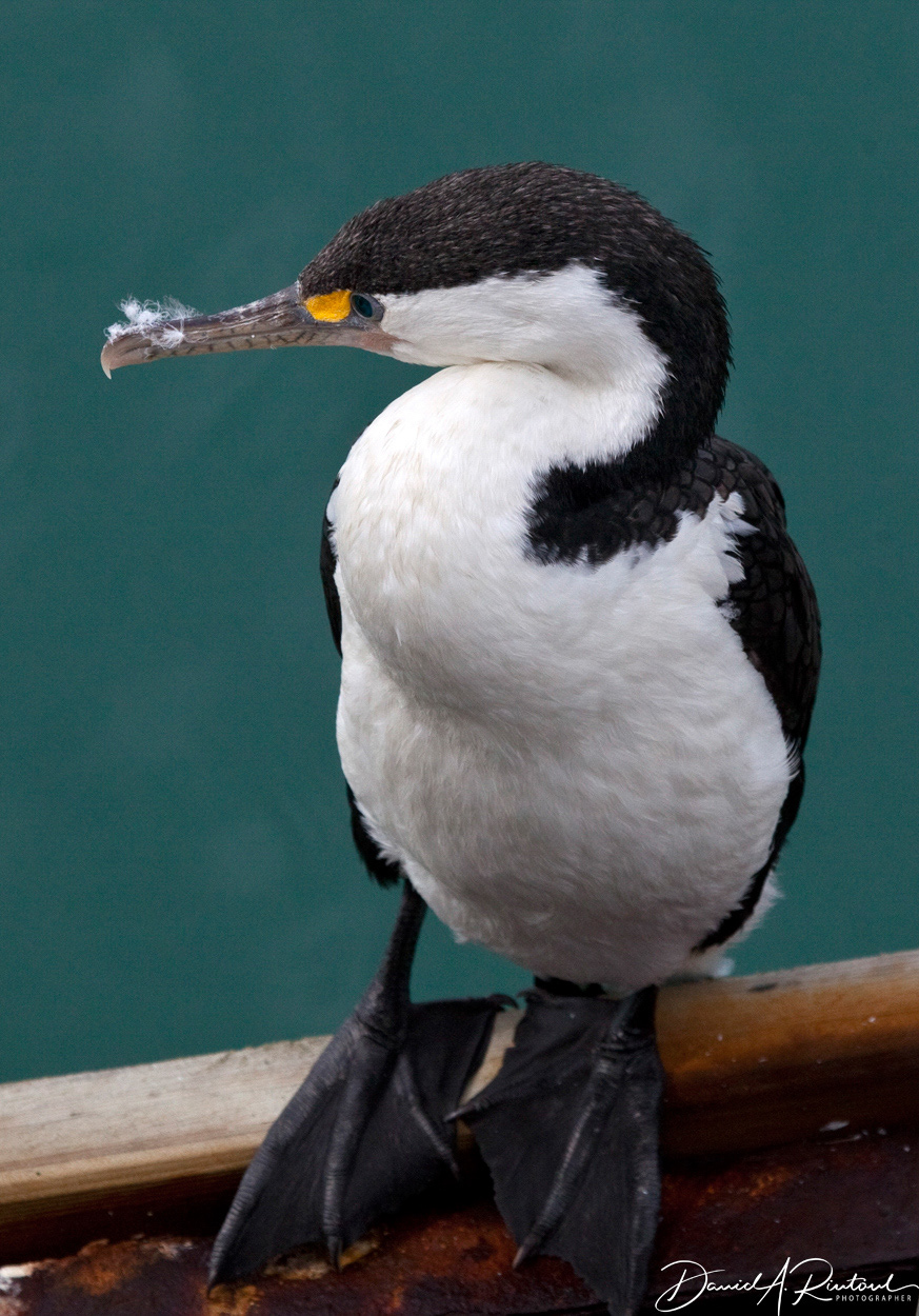 Pied Shag