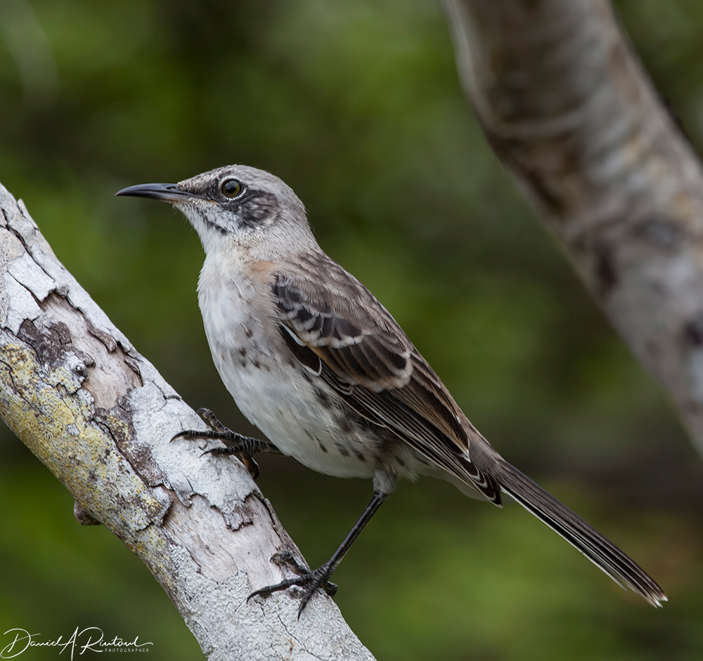 San Cristobal Mockingbird