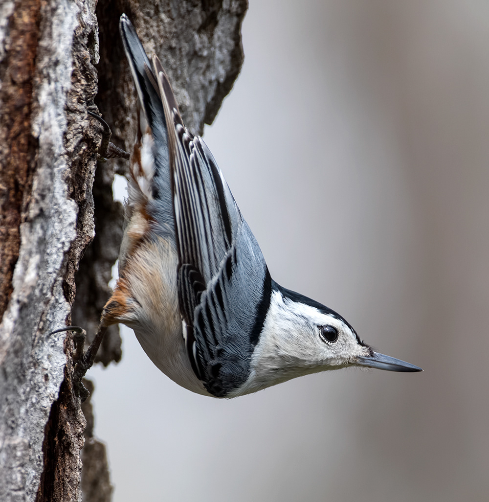 White-breasted Nuthatch