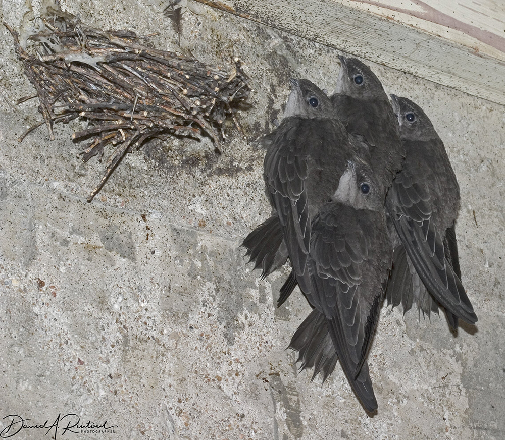 Chimney Swifts