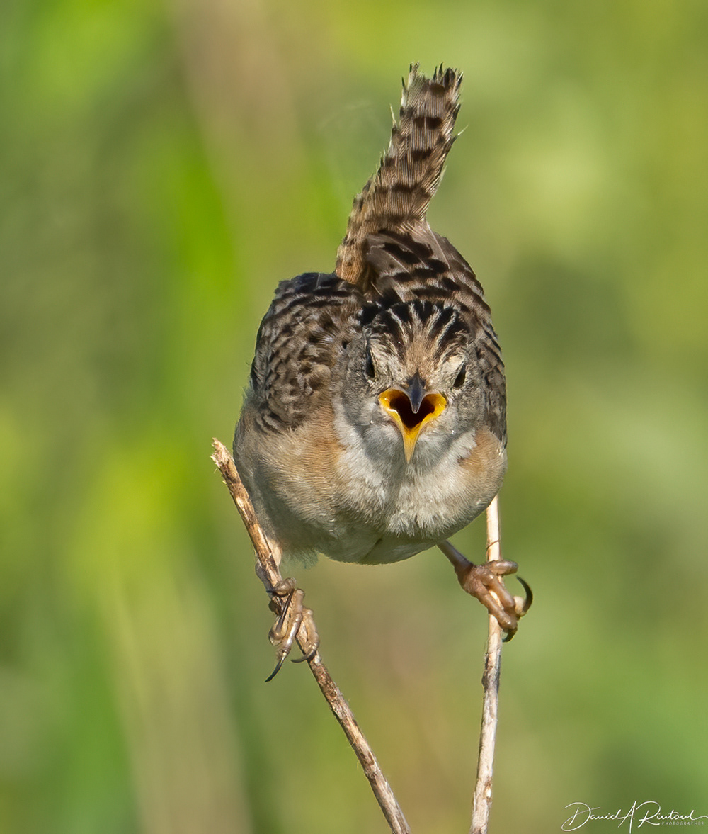 Sedge Wren 1