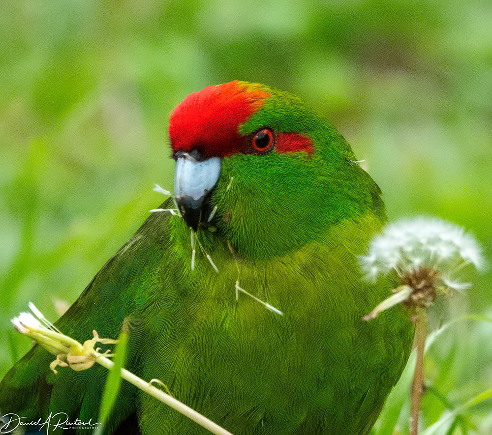 Kakariki