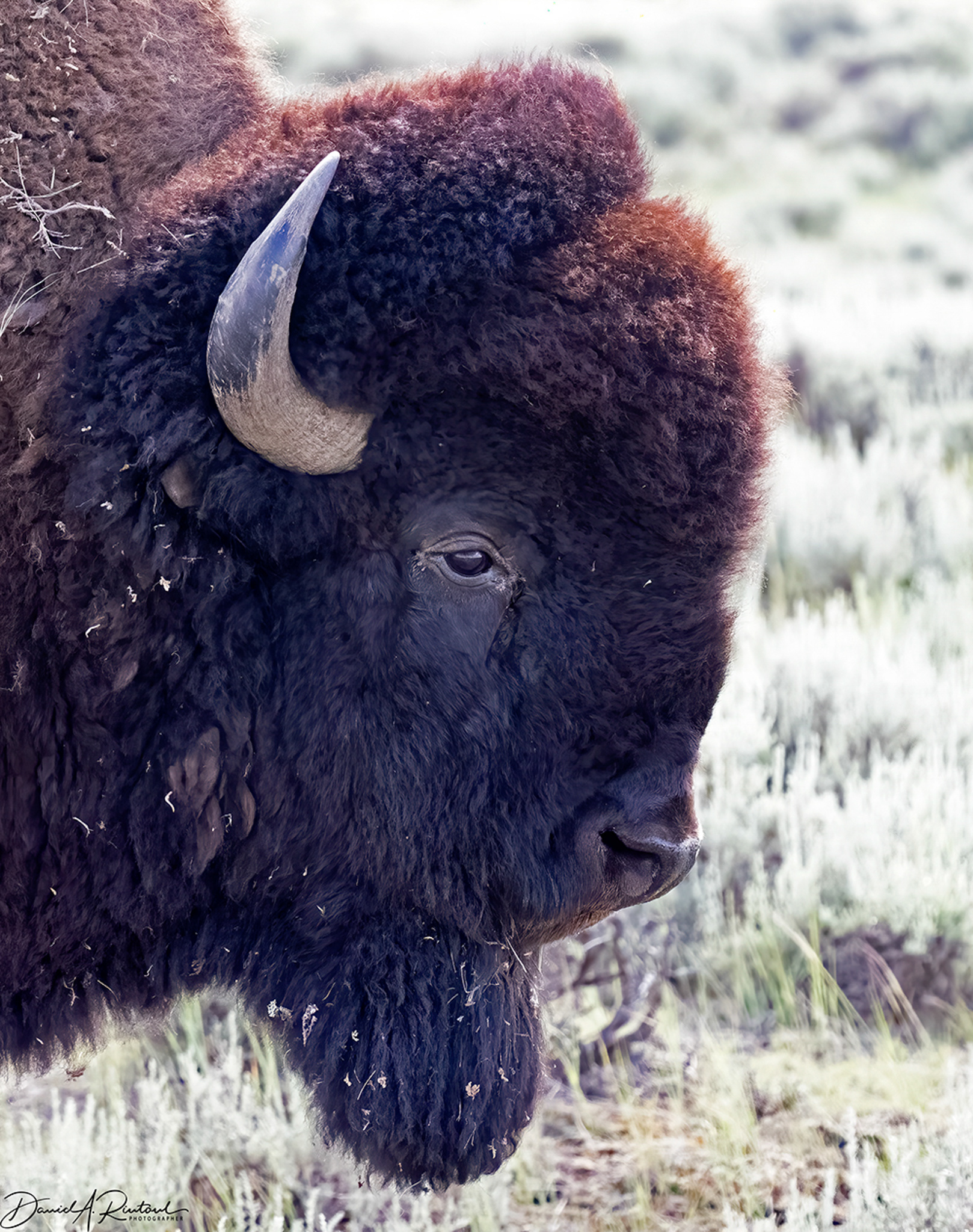Bison, Montana