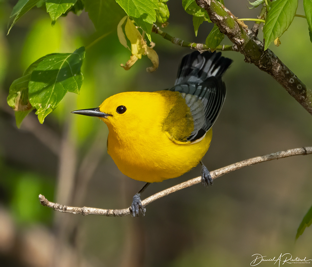 Prothonotary Warbler 4