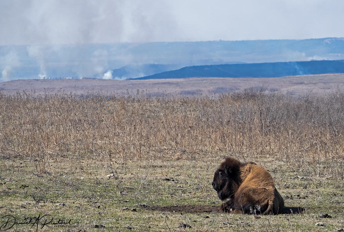 Bison and Smoke