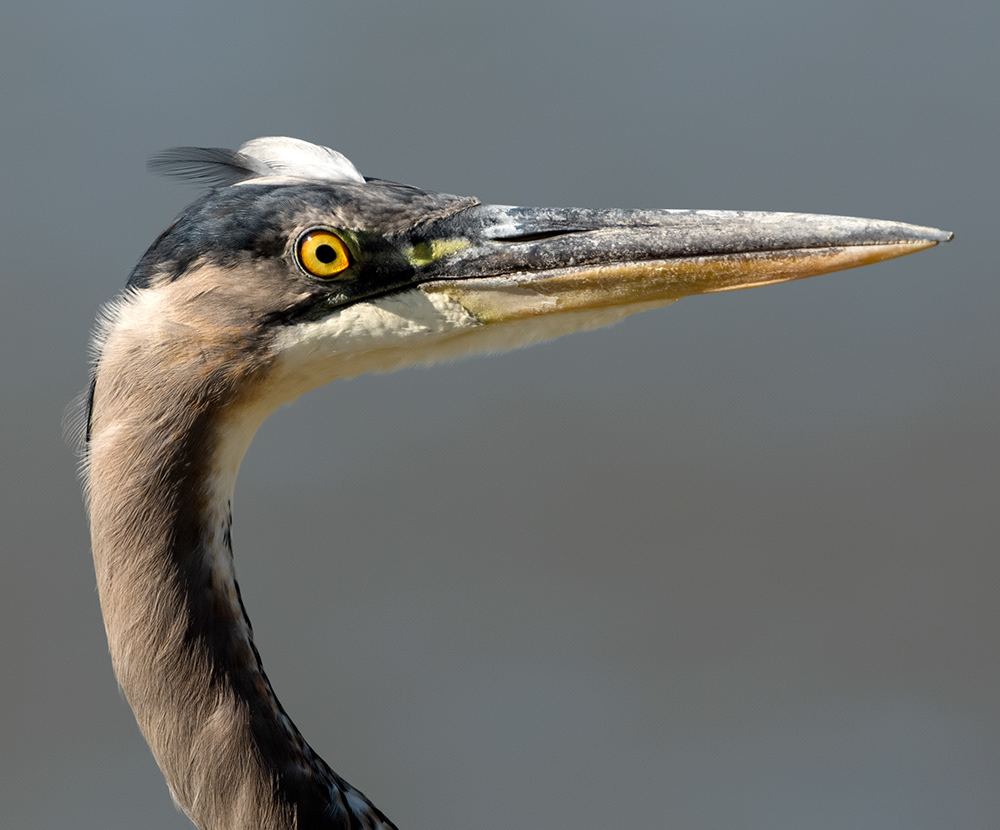 Great Blue Heron 2