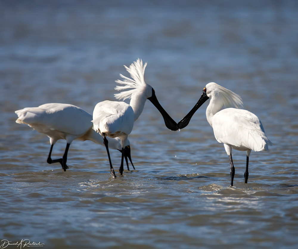Royal Spoonbills
