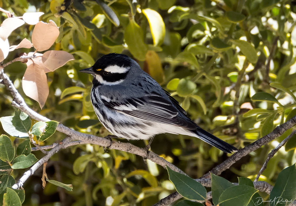 Black-throated Gray Warbler