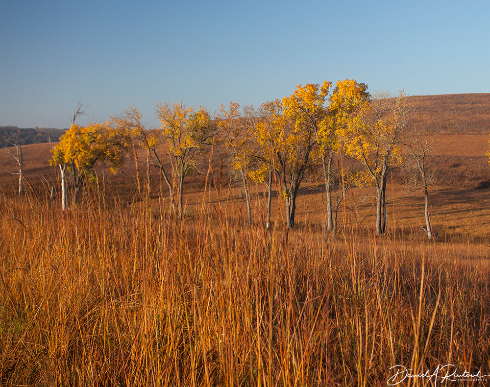 Kansas - Fall Cottonwoods 2