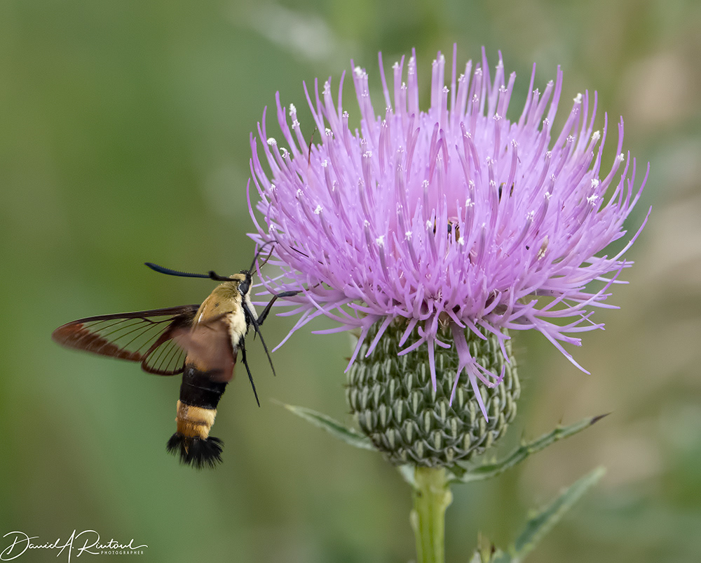 Snowberry Clearwing