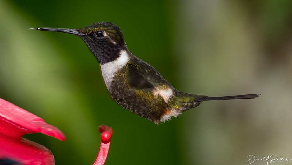 Purple-throated Woodstar