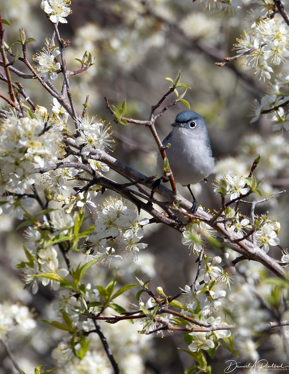 Blue-gray Gnatcatcher 3