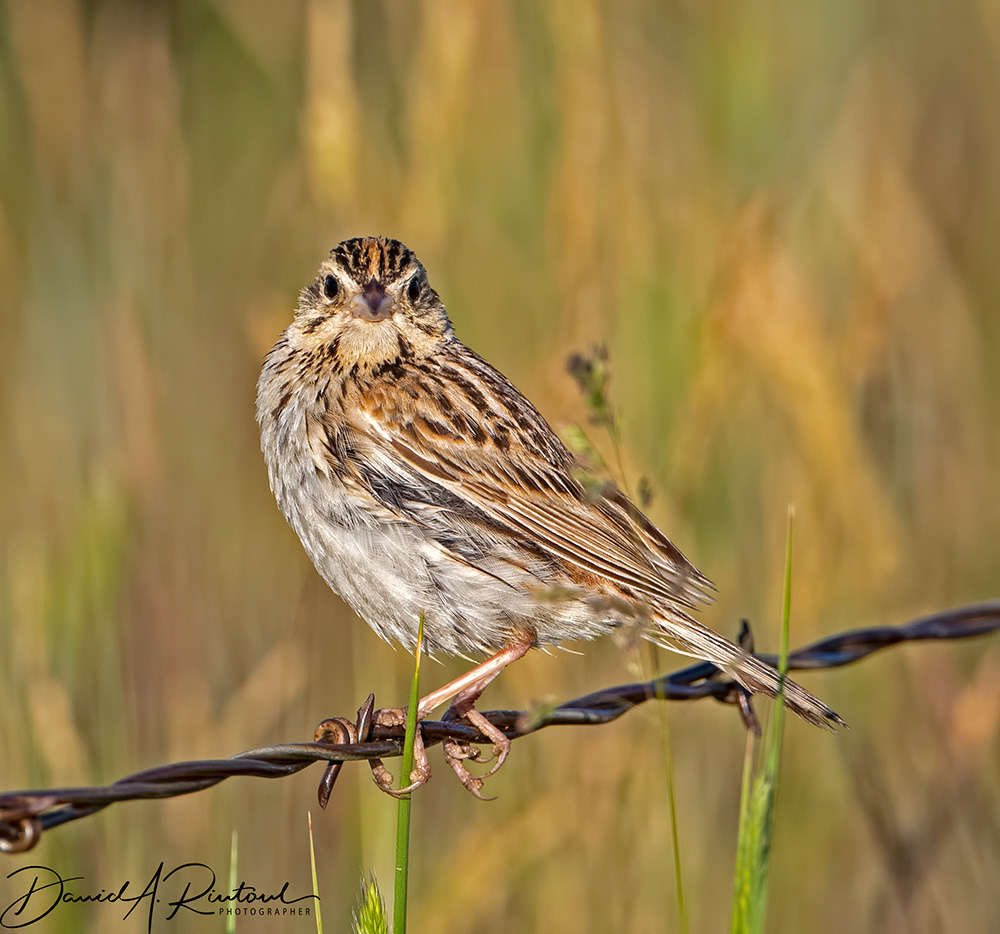 Baird's Sparrow