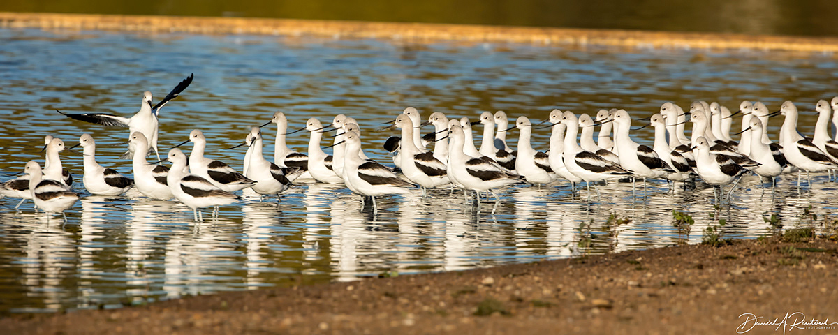 American Avocet 4