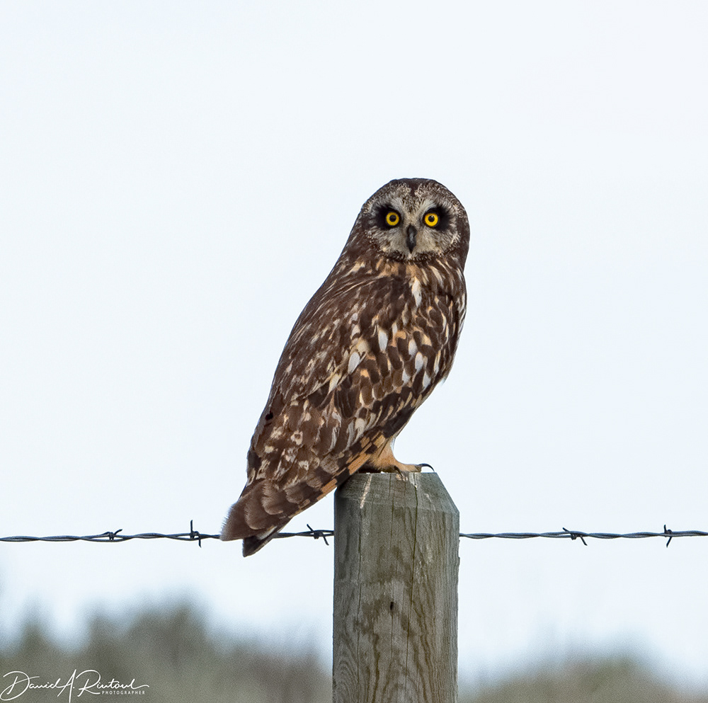 Short-eared Owl 2