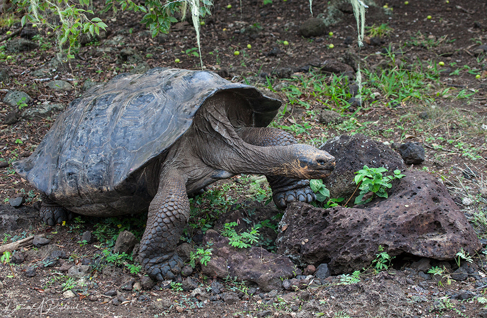 Giant Tortoise