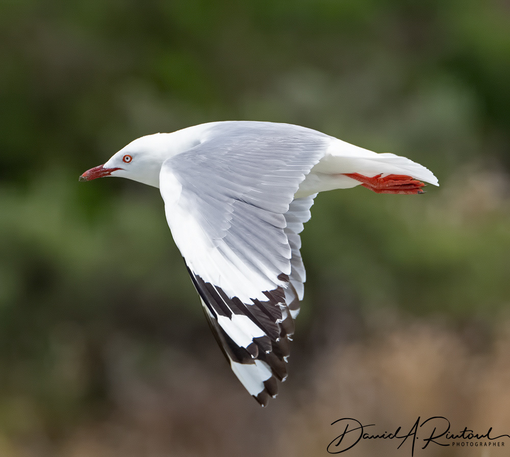 Red-billed Gull