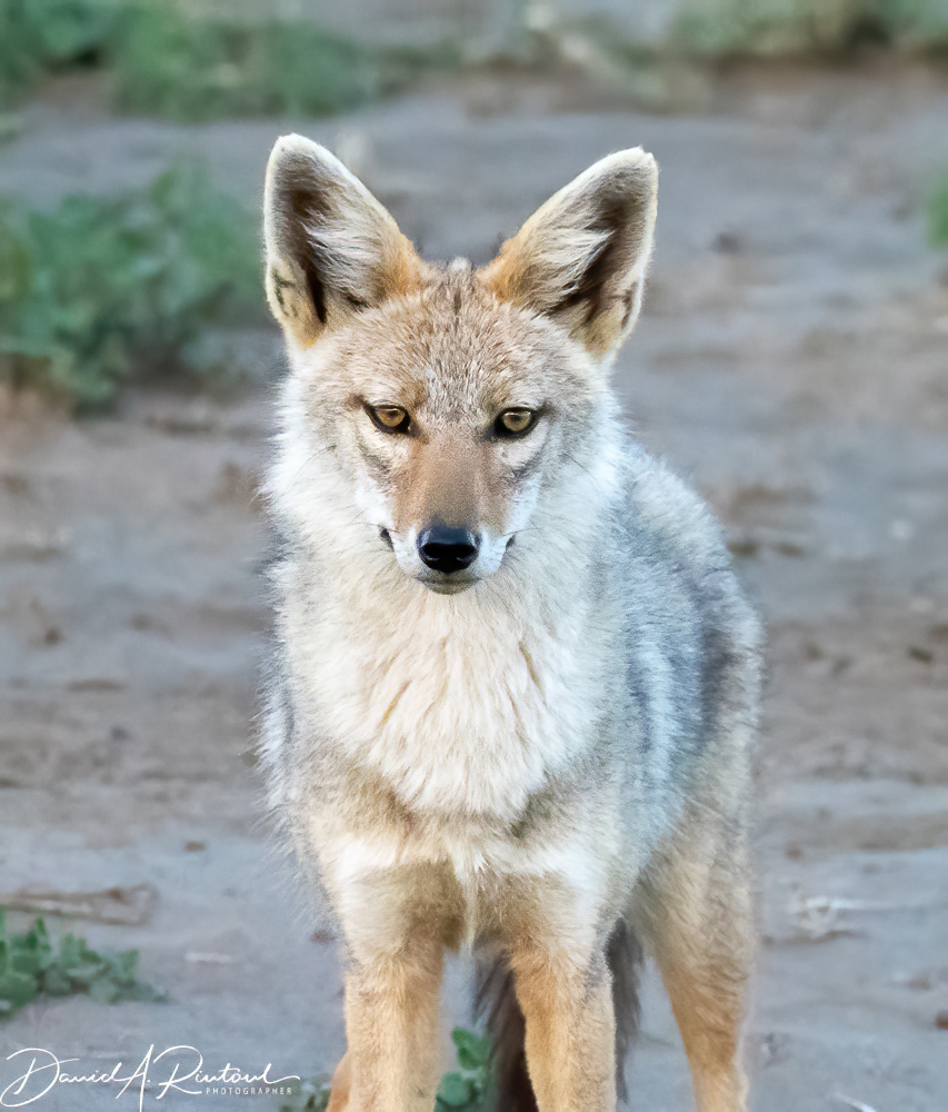 Golden Jackal