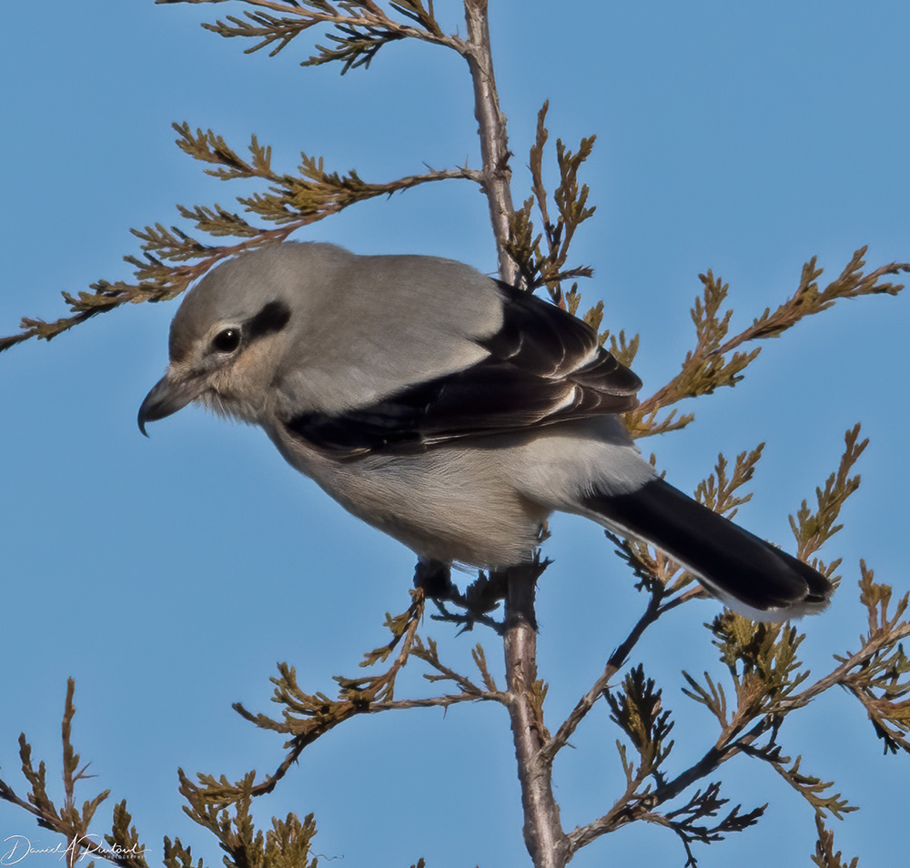 Northern Shrike
