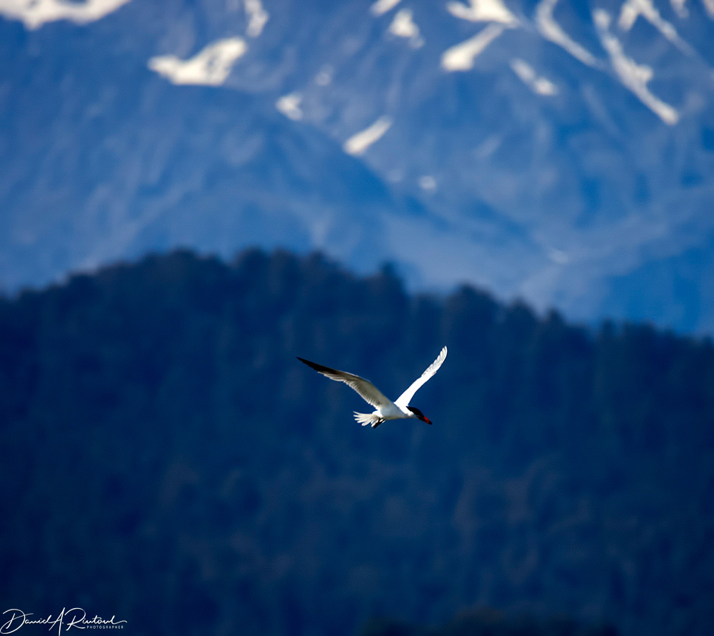 Caspian Tern, Southern Alps